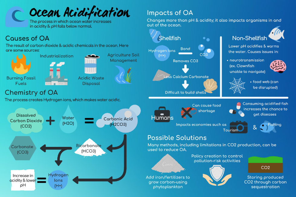 infographic for ocean acidification